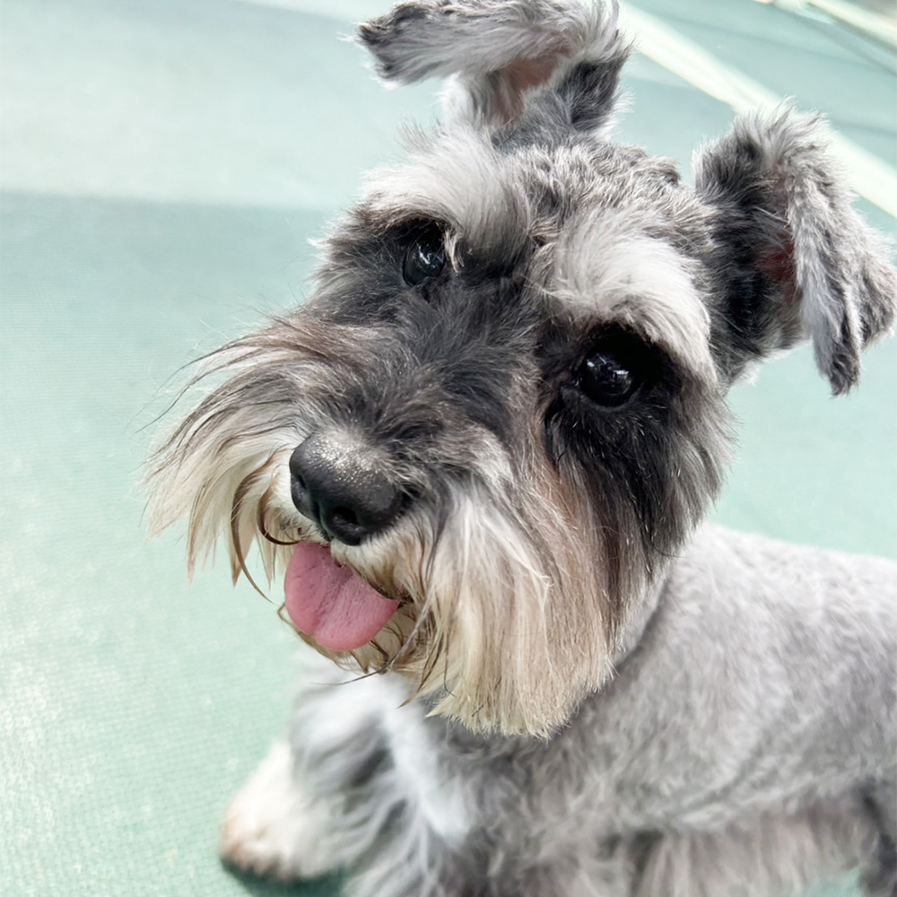 生徒が撮影してくれたモデル犬☆①